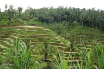 website123052.jpg