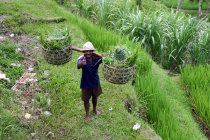 website124055.jpg