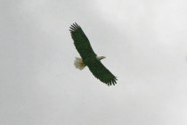 website137003.jpg
