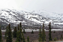 website137055.jpg