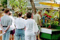 website187045.jpg