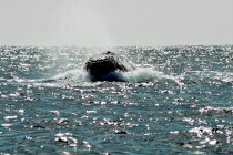 website187050.jpg