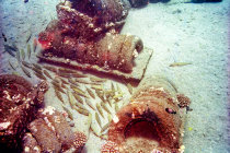 website188011.jpg