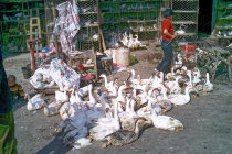 website246040.jpg