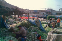 website246045.jpg