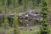 website331057.jpg