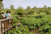website514038.jpg