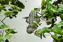 website517045.jpg